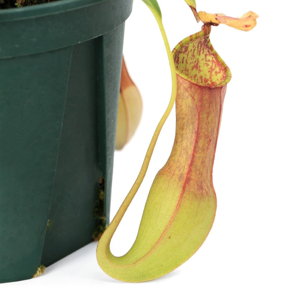 （食虫植物）ウツボカズラ　ネペンテス　アラタ　’ｓｕｒｉｇａｏ’　３．５ー４号（１ポット）　ＣＲＣ15―40―05―00―00