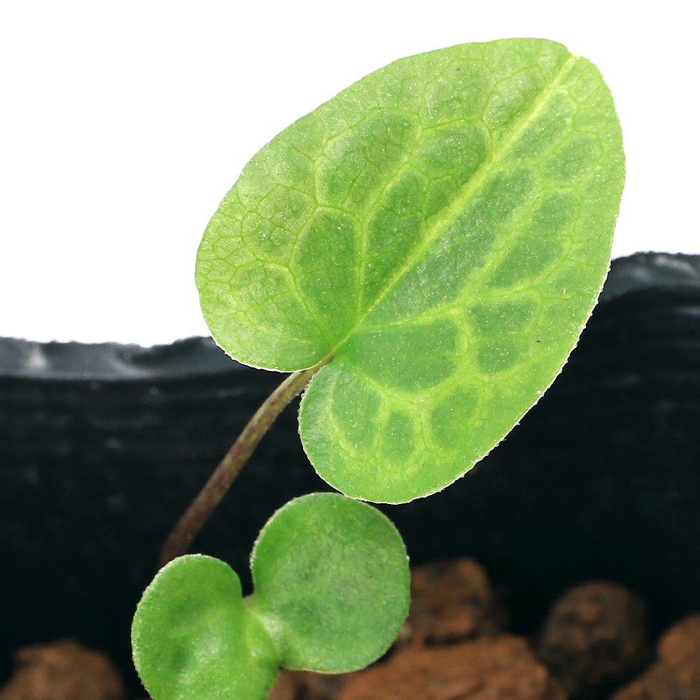 （山野草）カンアオイ（寒葵）太平山サイシン（太平山細辛）　亀甲タイプ　台湾産　３号（１ポット）　ＣＲＣ15―35―40―00―00