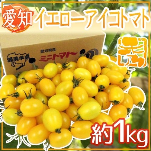 愛知県産 =イエローアイコトマト= 超特価 秀品 予約 約1kg 海外並行輸入正規品 11月下旬以降