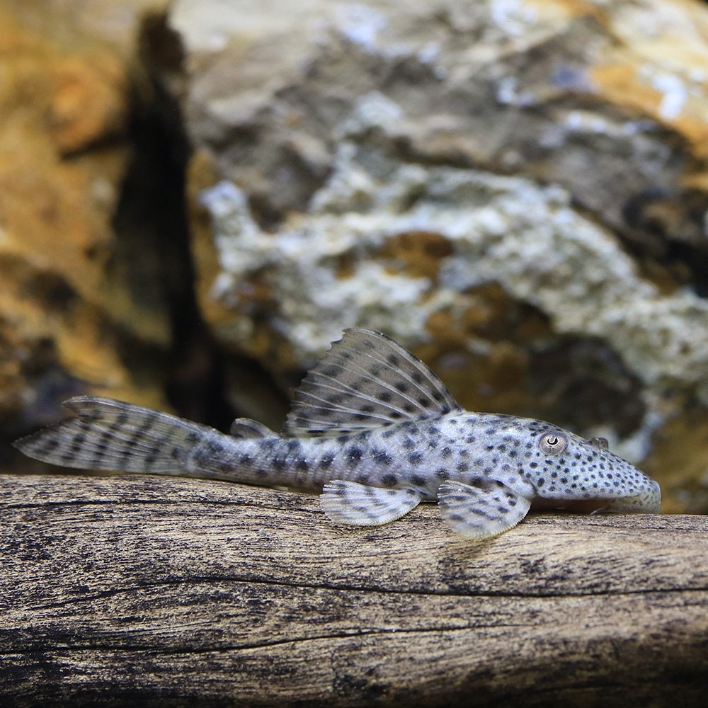 （熱帯魚）ヒポストムス・ジャグアリベンシス（ワイルド）（１匹）　北海道航空便要保温　ＣＲＣ13―44―60―00―00