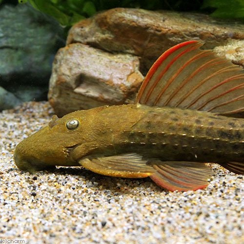 （熱帯魚）スーパースカーレット・トリム　ツクルイ産　Ｌサイズ（約１８ー２２ｃｍ）（１匹）　北海道・九州航空便要保温　ＣＲＣ13―44―50―00―00