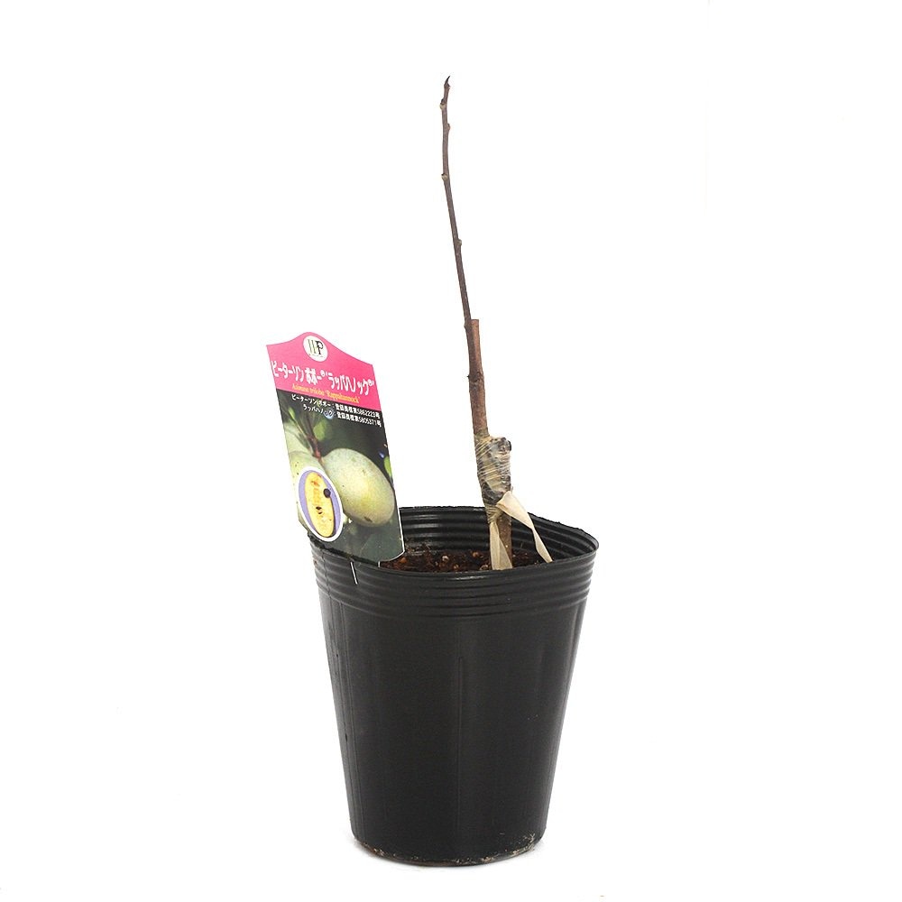 （観葉植物）果樹苗　ピーターソンポポー　ラッパハノック　４号（１ポット）家庭菜園　ＣＲＣ15―75―10―99―00