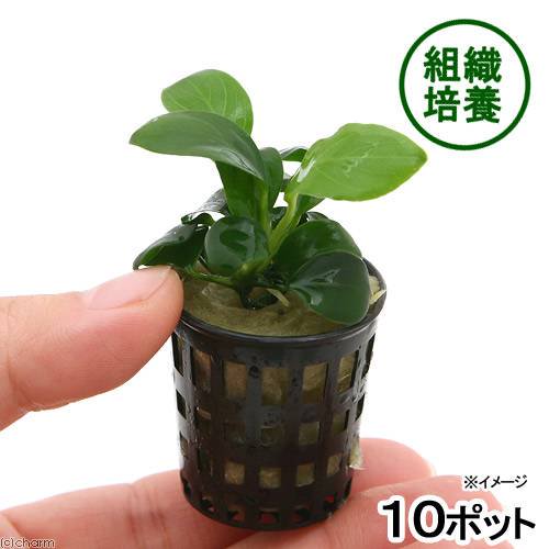 （水草）組織培養　アヌビアスナナ（無農薬）（１０ポット分）　ＣＲＣ12―60―20―00―00