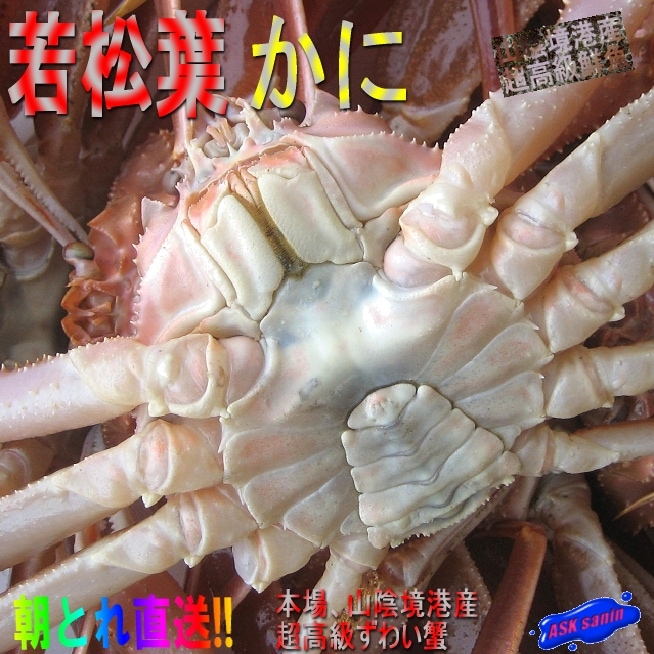 冬の味覚の王子様 「特大若松葉蟹3kg」漁期は僅か１ヶ月の希少な蟹です 7,410円