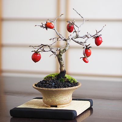 柿 5年生【老爺柿 ロウヤガキ 実のなる 実 柿 カキ 盆栽 5年生 】