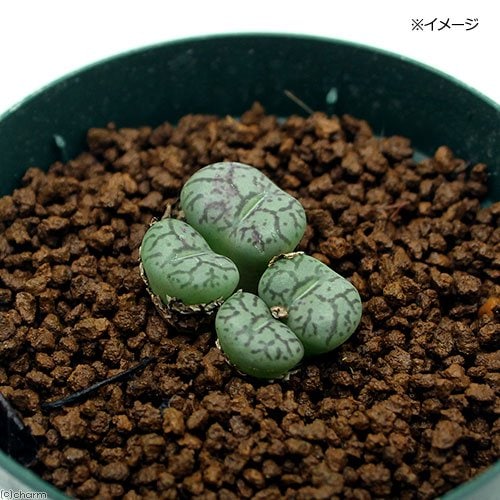 （多肉植物）コノフィッツム　ウィッテベルゲンセ　２．５号（１ポット）　ＣＲＣ15―60―55―00―00