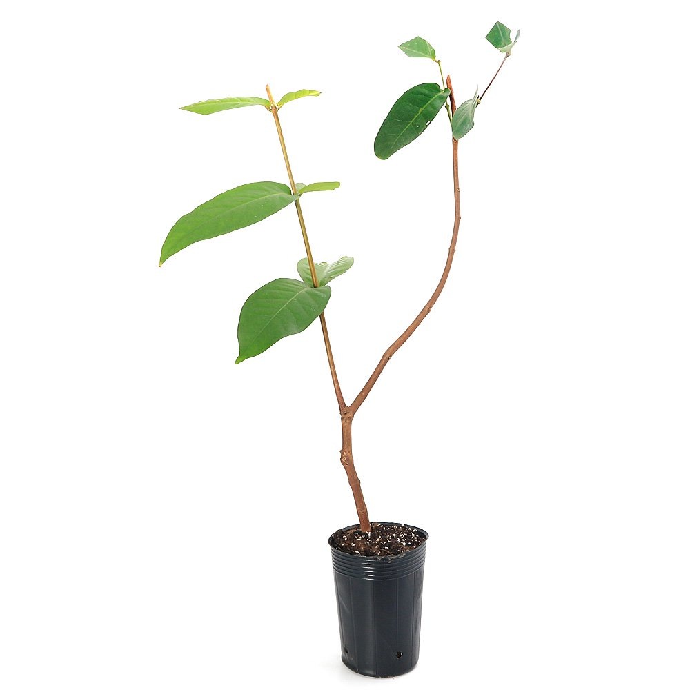 （観葉植物）果樹苗　桃レンブ　４．５号（１ポット）　家庭菜園　果物　フルーツ　ＣＲＣ15―75―10―25―00