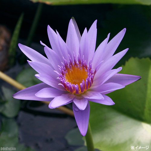 （ビオトープ）睡蓮　熱帯性睡蓮（スイレン）（青）　ブルー　カペンシス（１ポット）　ＣＲＣ15―10―23―40―00