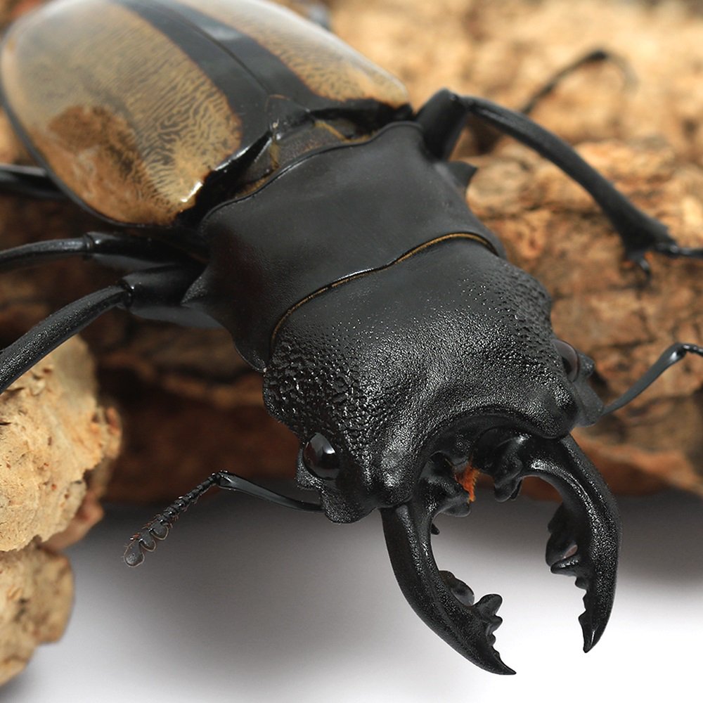 （昆虫）ルデキンツヤクワガタ　スマトラ　ベンクール産　成虫　ＷＣ　６０ー６４ｍｍ（１ペア）　外国産クワガタ　ＣＲＣ18―25―20―30―10