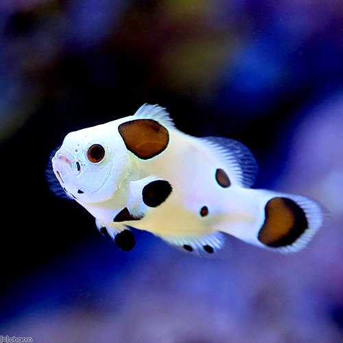 （海水魚）ブラックストームオセラリス（ブリード）（１匹）　北海道・九州航空便要保温　ＣＲＣ26―30―16―10―00