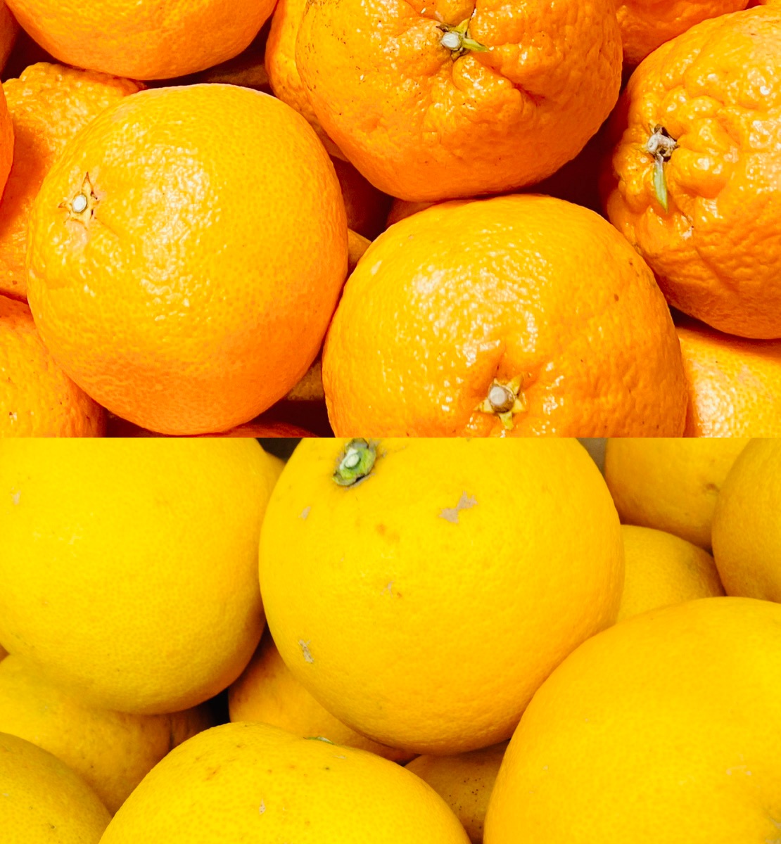 【選果落ち 訳あり品】熊本県産 不知火柑＆パール柑 規格外 訳あり品 約8kg 箱込み【002】 デコハウスみかん サイズ 不揃い 柑橘類 柑橘 熊本 九州 熊本産 蜜柑 食品 家庭用