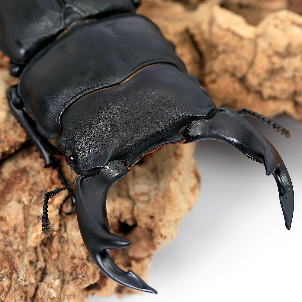 （昆虫）国産オオクワガタ　岡山県津山市産　成虫　７０ー７４ｍｍ（１ペア）　ＣＲＣ18―25―20―10―10