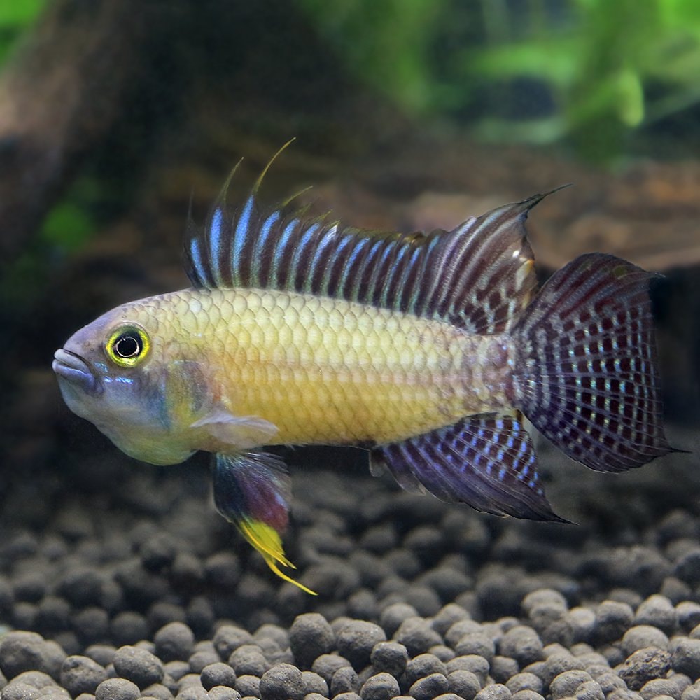 （熱帯魚）アピストグラマ・カカトイデス　プルス（ワイルド）（１ペア）　北海道・九州航空便要保温　ＣＲＣ13―28―16―00―00