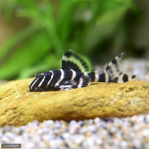 （熱帯魚）エンペラー・ペコルティア　Ｓサイズ（ワイルド）（１匹）　北海道・九州航空便要保温　ＣＲＣ13―44―20―00―00