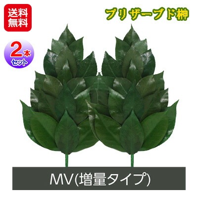 プリザーブド榊 MVサイズ(2本組) プリザーブドフラワー 仏花 榊 造花 日本製 水換え不要 花 お供え 丹波産の高級椿葉を使用した国産ブリザーブド榊！ slbr
