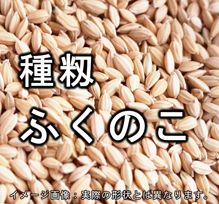 種籾 「ふくのこ」 20kg　5年産