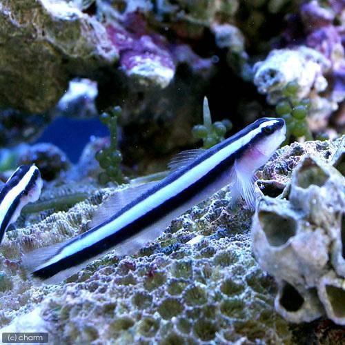 （海水魚）ネオンゴビー（１匹）　北海道・九州航空便要保温　ＣＲＣ26―30―24―10―00
