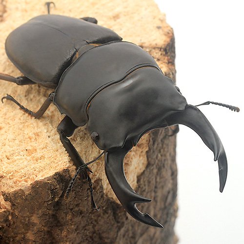 （昆虫）（Ｂ品）国産オオクワガタ　大阪府能勢町産　成虫　ＳＲ血統　オス８６ｍｍ　メス５４ｍｍ（１ペア）　北海道・九州航空便要保温　ＣＲＣ18―25―20―10―10