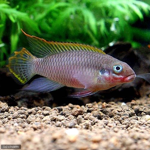 （熱帯魚）ペルヴィカクロミス・タエニアータス　ナイジェリアレッド（１ペア）　北海道・九州航空便要保温　ＣＲＣ13―28―34―00―00
