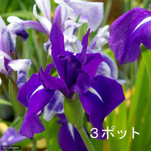 （ビオトープ）水生植物　カキツバタ　羅生門（ラショウモン）紫花（３ポット）　ＣＲＣ15―10―38―00―00