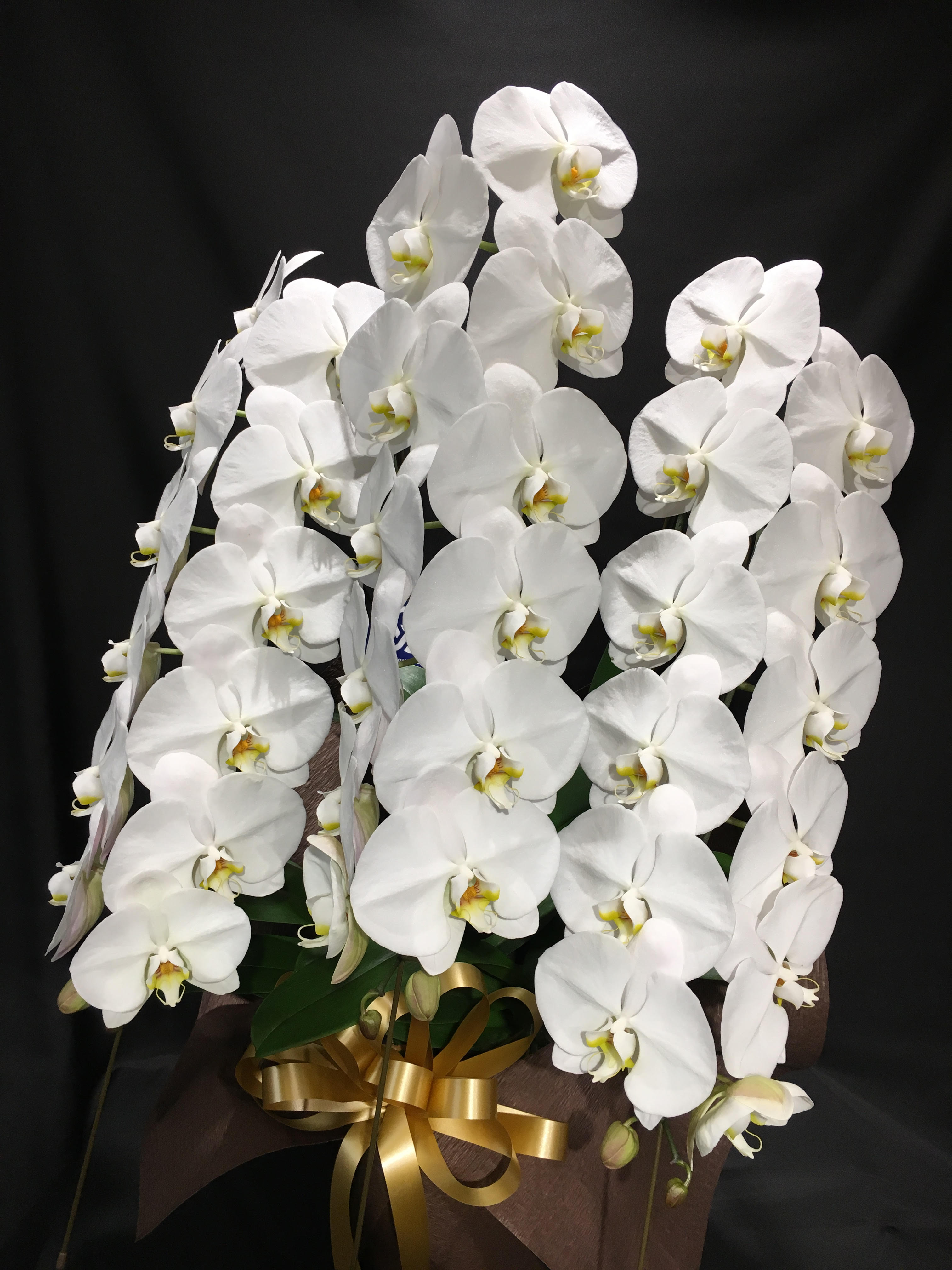 商品ID 6046 胡蝶蘭　白　３本立ち　生花