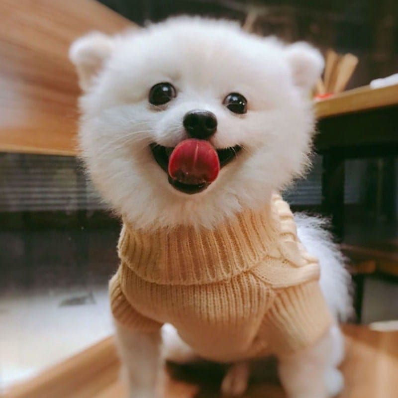 犬用セーター秋冬服テディコーギーポメラニアンシュナウザー小型犬ペットワンピース