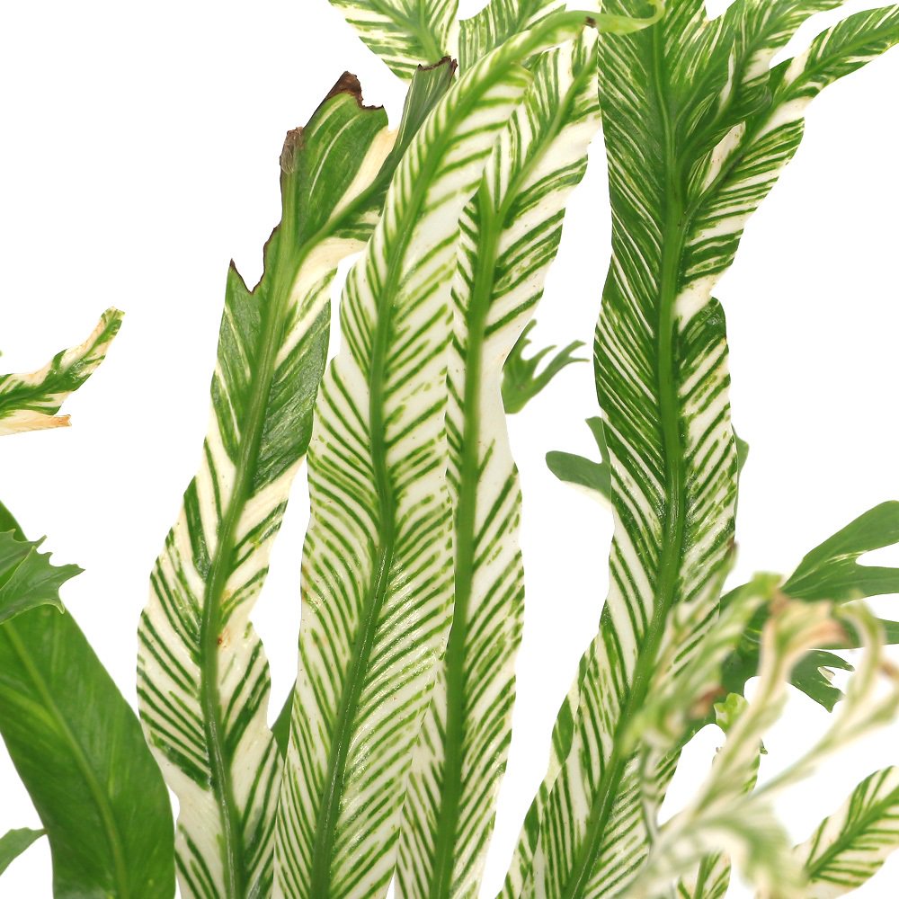 （観葉植物）アスプレニウム　オーストララシカム　バリエガータ　４号（１鉢）　ＣＲＣ15―30―10―15―00