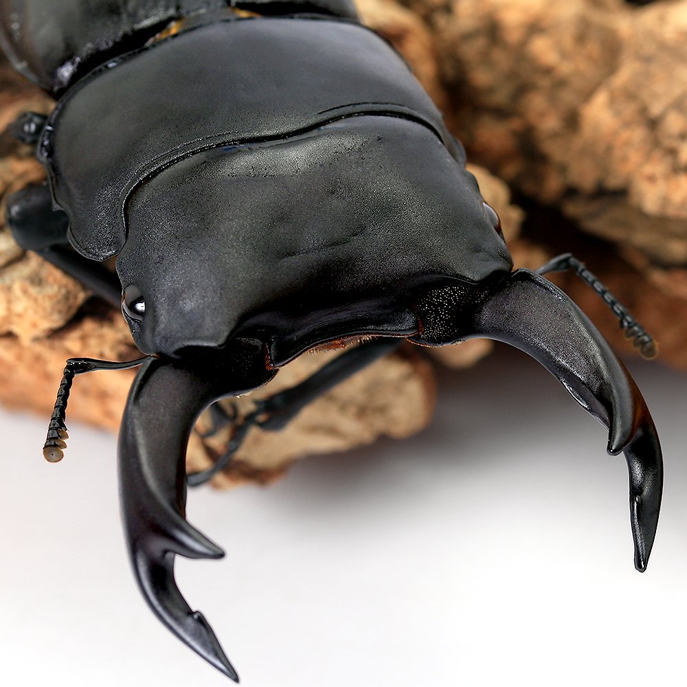 （昆虫）国産オオクワガタ　福岡県久留米市産　成虫　７０ー７４ｍｍ（１ペア）　ＣＲＣ18―25―20―10―10