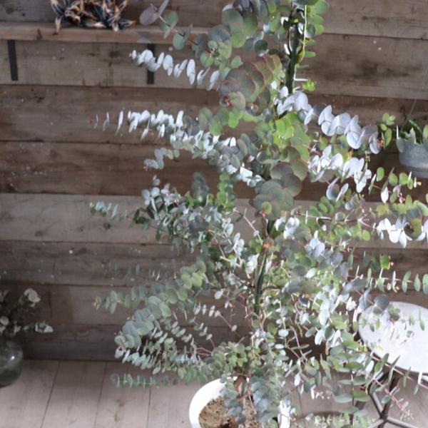 シネレア　10号　シンボルツリー　ユーカリ　大苗　ガーデニング　観葉植物 16,560円