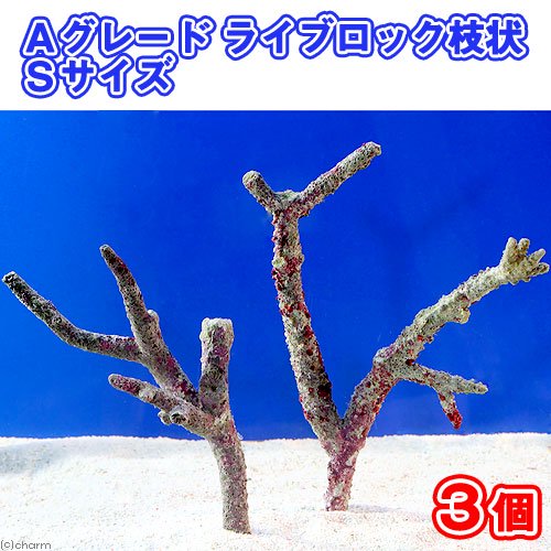（海水魚）Ａグレードライブロック　枝状Ｓサイズ（３個）（形状お任せ）　北海道・九州航空便要保温　ＣＲＣ26―55―50―30―00