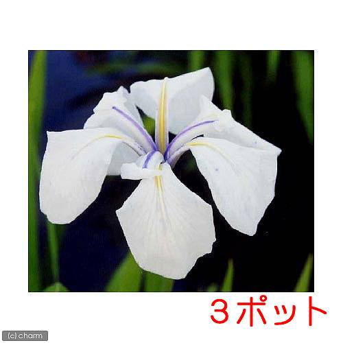 （ビオトープ）水生植物　カキツバタ　白鷺（シラサギ）白花（３ポット）　ＣＲＣ15―10―38―00―00