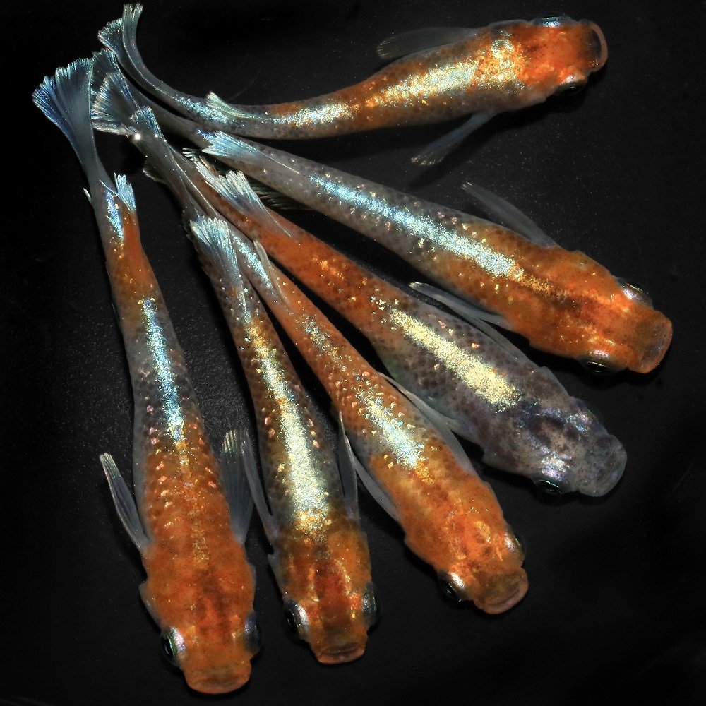 (めだか)チェリーメダカ メダカ屋サバンナ直系(1ペア) CRC60―20―22―70―20