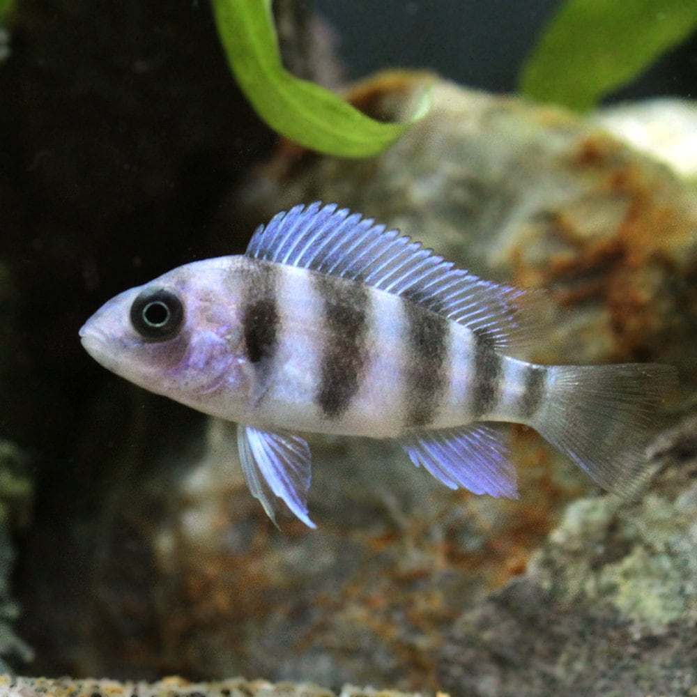 （熱帯魚）キフォティラピア・ギベローサ　ブルーカパンパ　Ｓサイズ（ブリード）（３匹）　北海道航空便要保温　ＣＲＣ13―28―46―00―00