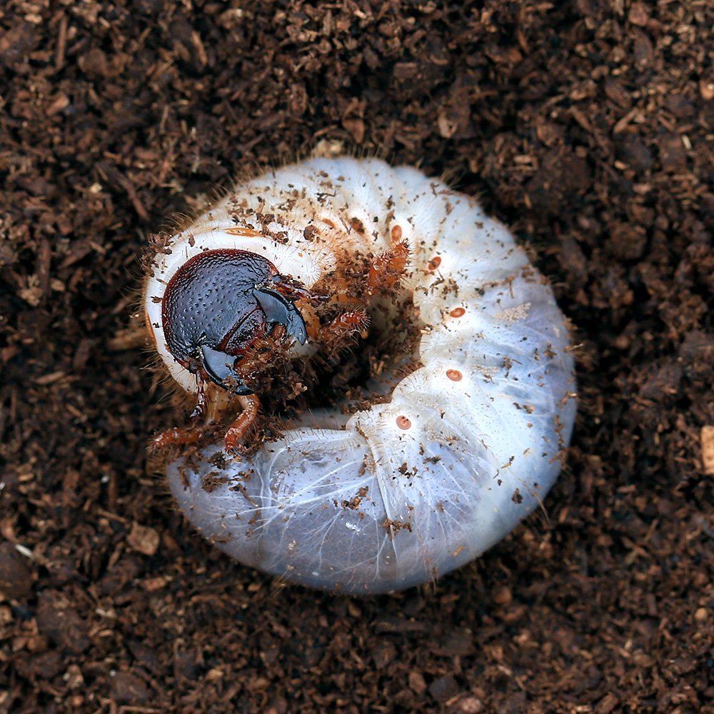 （昆虫）国産カブトムシ　幼虫（２ー３令）（２４匹）　ＣＲＣ18―25―10―10―20