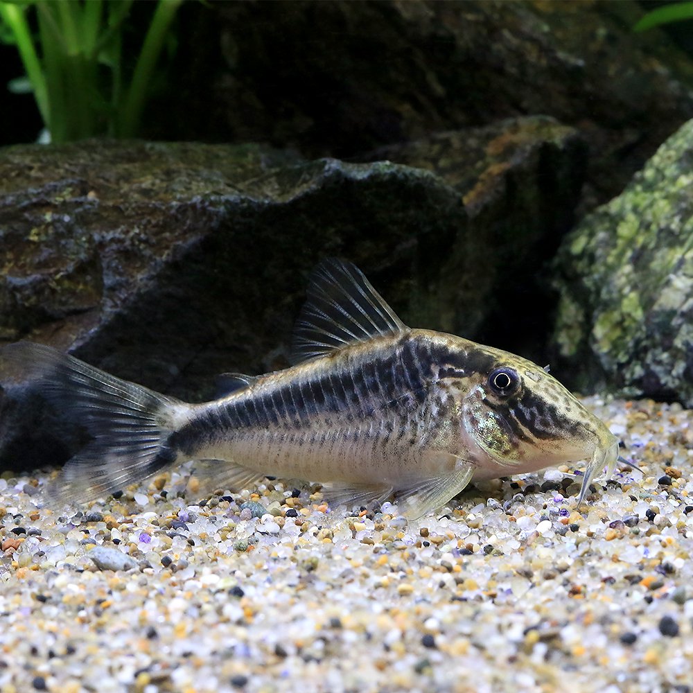 （熱帯魚）コリドラスｓｐ.ナルク（ワイルド）（１匹）　北海道・九州航空便要保温　ＣＲＣ13―36―60―00―00