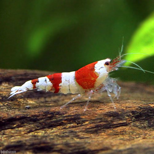 （エビ）無選別　レッドビーシュリンプ（３０匹）　ＣＲＣ13―70―05―10―00