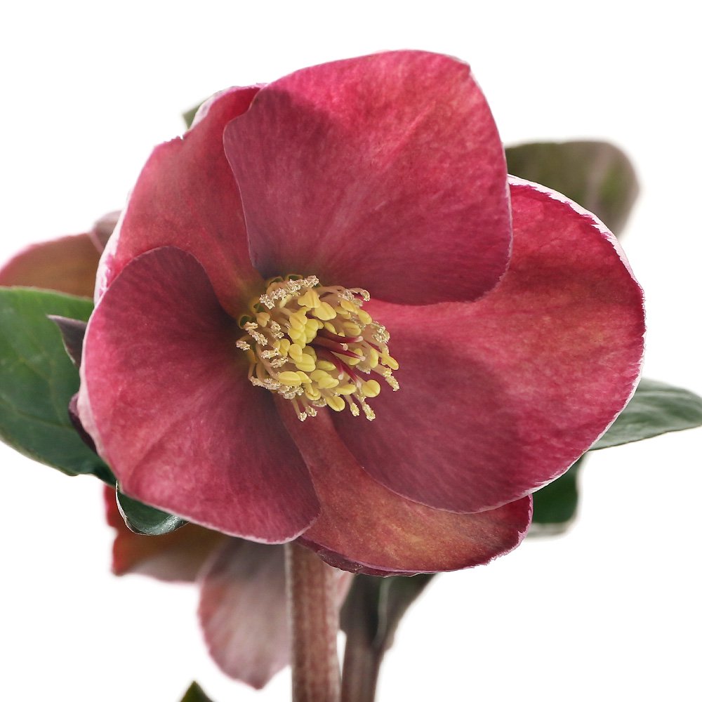 （観葉植物）クリスマスローズ　氷の薔薇　ブルネロ　５号（１鉢）　ＣＲＣ15―55―10―00―00