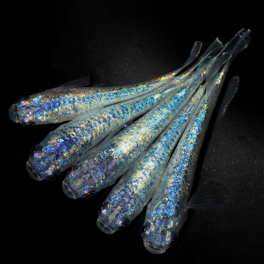 （めだか）ネプチューンワイドフィンメダカ（３匹）　ＣＲＣ60―20―22―30―10