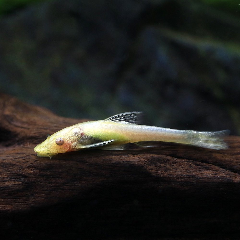 （熱帯魚）オトシンネグロ　ゴールデン（国産ブリード）（３匹）　北海道・九州航空便要保温　ＣＲＣ13―40―10―00―00