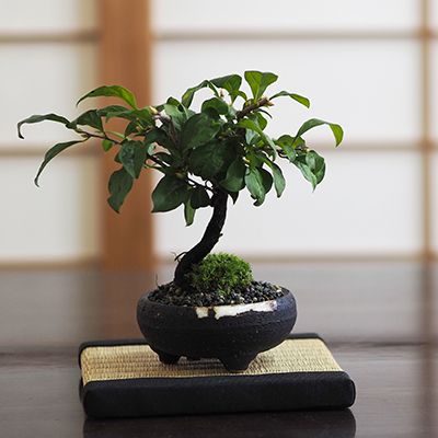 楊貴妃 柿 3年生【楊貴妃 ヨウキヒ 老爺柿 ロウヤガキ 実のなる 実 柿 カキ 盆栽 3年生 】