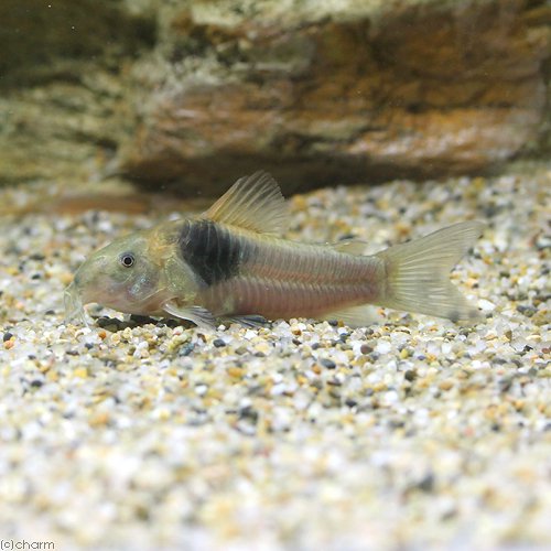 （熱帯魚）コリドラスｓｐ．テニエンテ（ワイルド）（１匹）　北海道航空便要保温　ＣＲＣ13―36―20―00―00