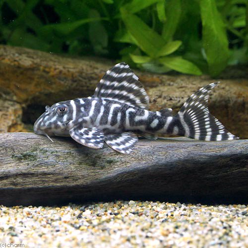 （熱帯魚）キングロイヤル・ペコルティア　Ｍサイズ（ブリード）（１匹）　北海道・九州航空便要保温　ＣＲＣ13―44―20―00―00