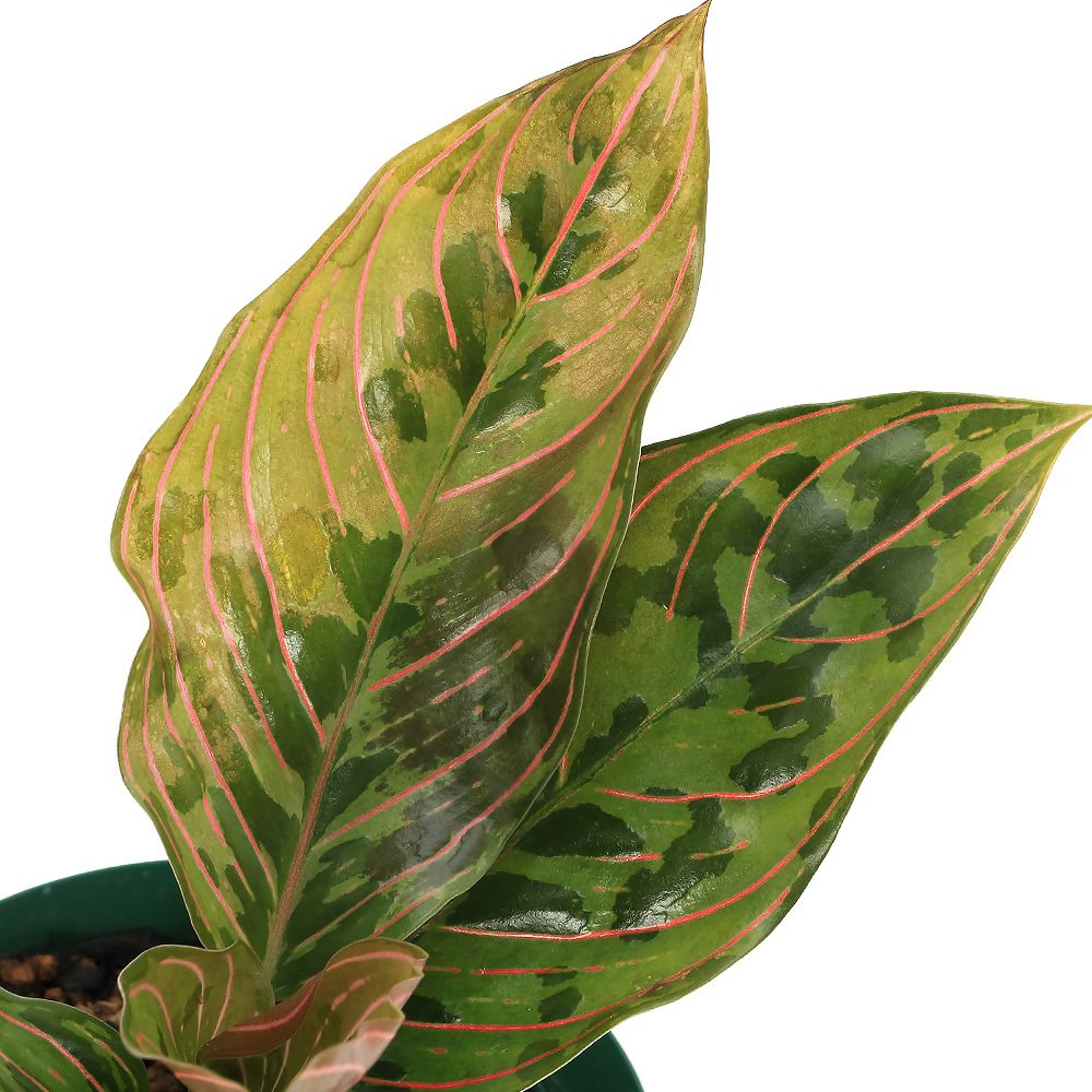 （観葉植物）アグラオネマ　レッドアーミー　４号（１鉢）　ＣＲＣ15―30―10―15―00 5,351円