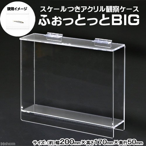 水槽　ふぉっとっとＢＩＧ　（２００X１７０X５０ｍｍ）　観察　撮影　ケース　昆虫　魚　ＣＲＣ10―11―04―10―00