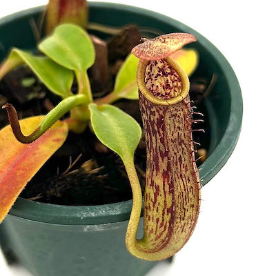 （食虫植物）ウツボカズラ　ネペンテス　コペランディ　２．５ー３号（１鉢）　ＣＲＣ17―80―50―00―00