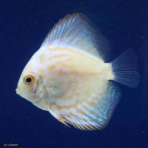 （熱帯魚）ホワイトバタフライピジョン・ディスカス（Ｓサイズ）（ペナンブリード）（１匹）　北海道航空便要保温　ＣＲＣ13―31―10―00―00