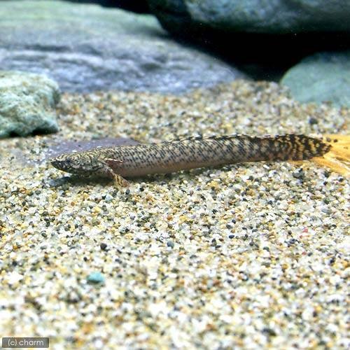 （熱帯魚）ポリプテルス・オルナティピンニス　１０ー１５ｃｍ（ワイルド）（１匹）　北海道・九州航空便要保温　ＣＲＣ13―56―20―00―00