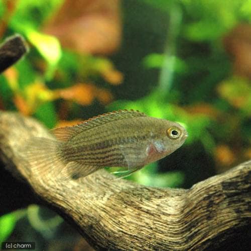 （熱帯魚）ナンナカラ・タエニア（１ペア）　北海道航空便要保温　ＣＲＣ13―28―16―00―00