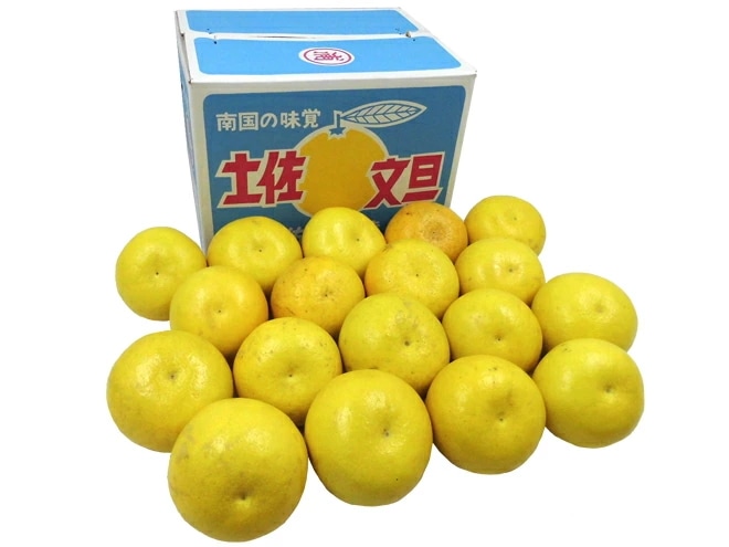 =高知産 土佐文旦= 訳あり 超大玉限定3L/4Lサイズ 約8-10kg 予約 2月中下旬以降