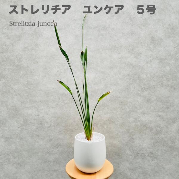 現品 観葉植物 ストレリチア ユンケア ノンリーフ 5号鉢 鉢底から80cm程度 おしゃれな室内インテリア